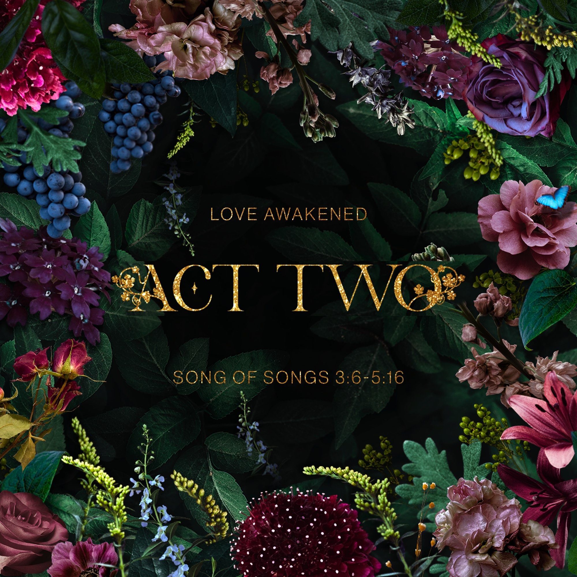 Act II (Song 3:6-5:16)