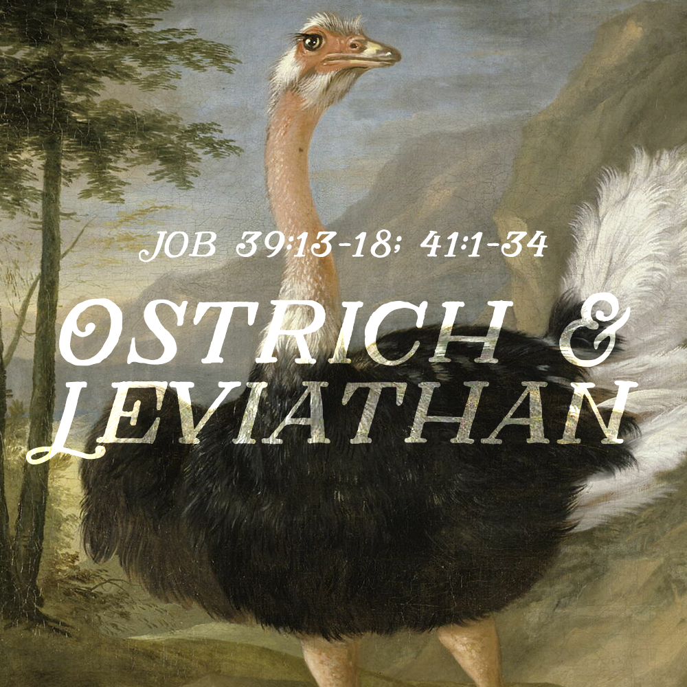 Ostrich and Leviathan (Job 39:13-18; 41:1-34)